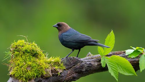 Brown-headed Cowbird - Буроголовый коровий трупиал