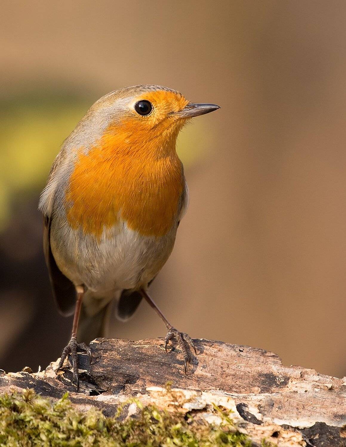 , Robert Adamec