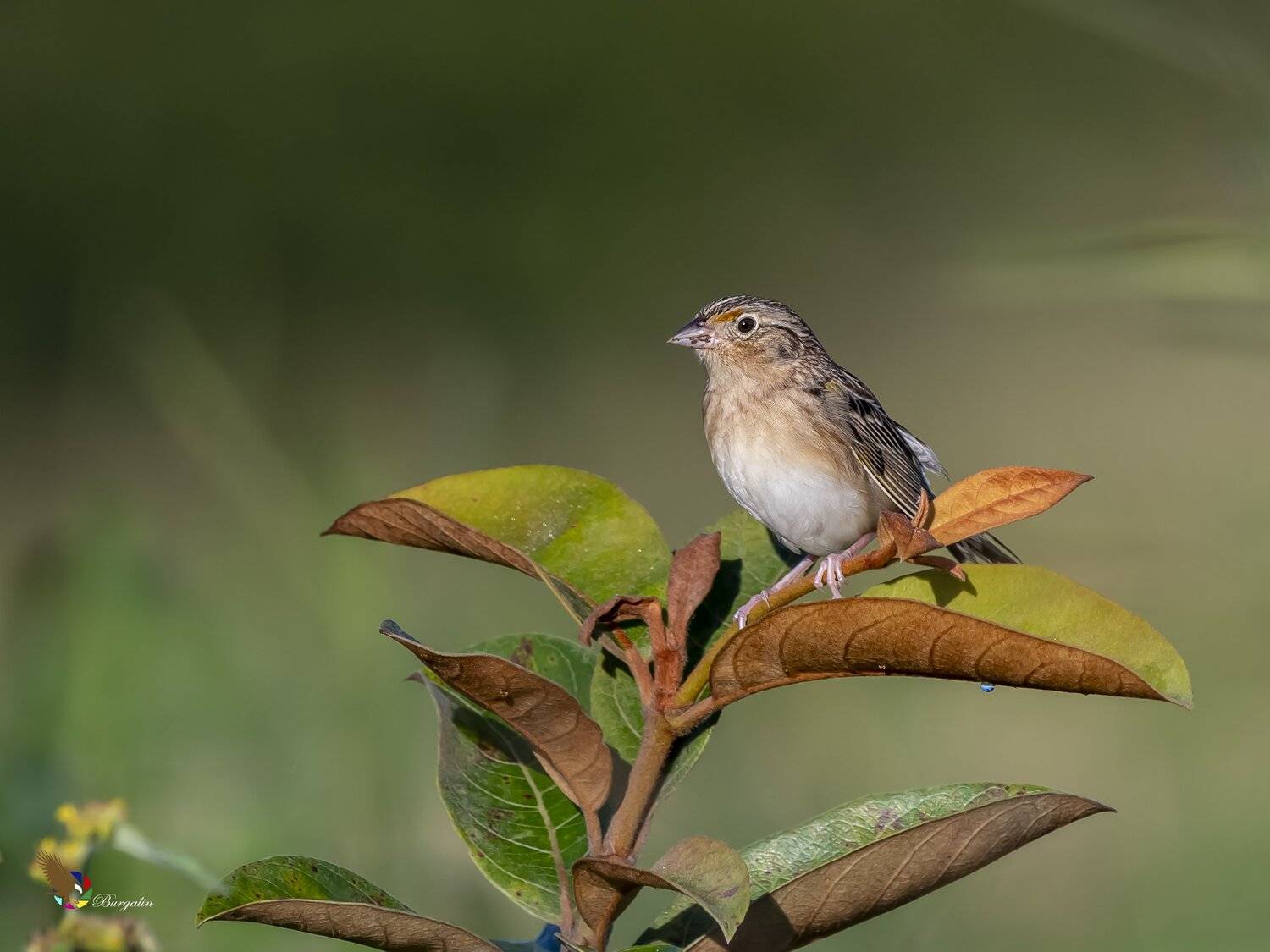 , Fernando Burgalin Sequeira