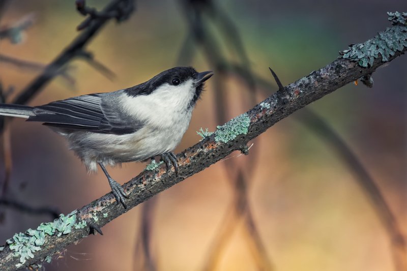 гаичка синичка.. фото превью