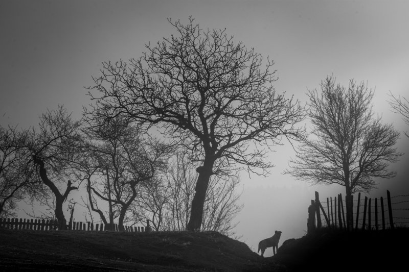 Sargs фото превью