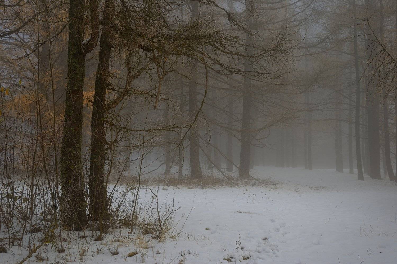 зима туман лес утро лиственница, Александр Жарников