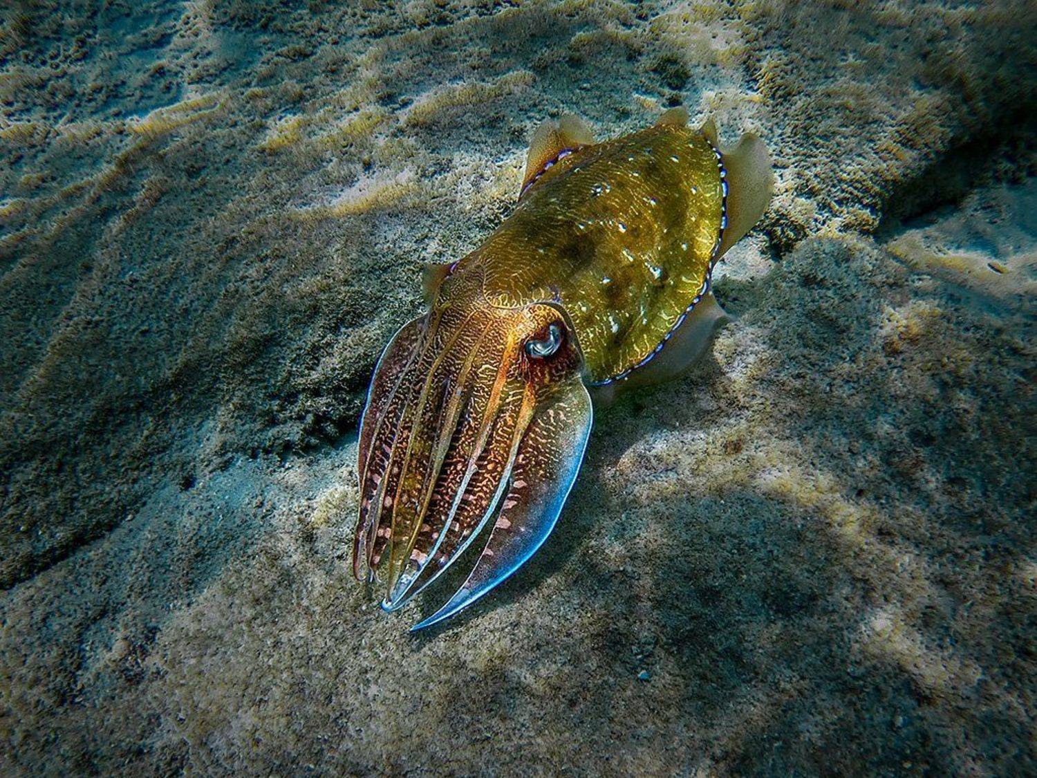 , Сергей Савви