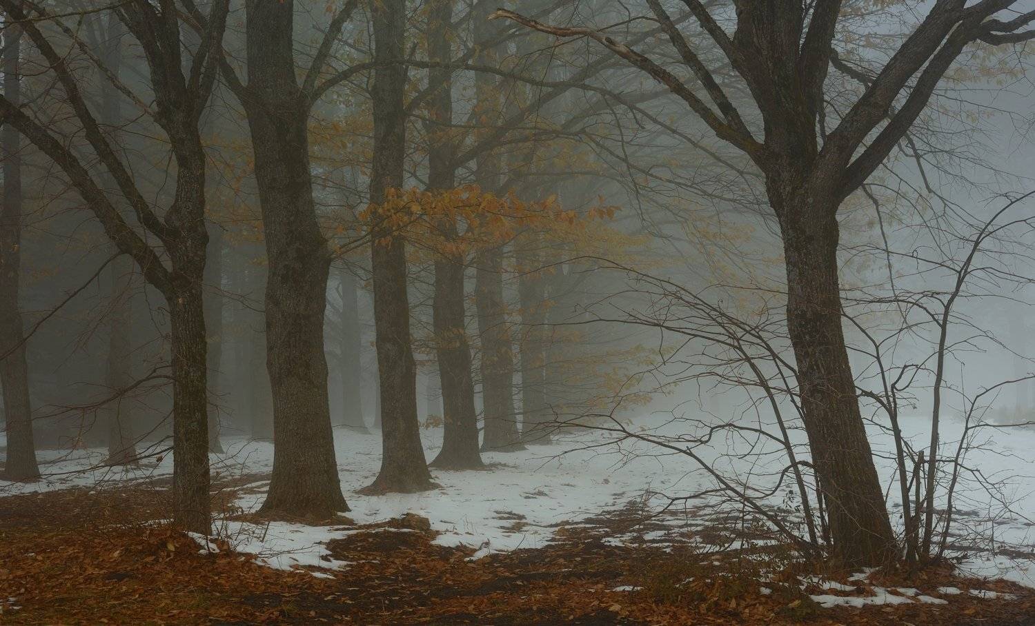 зима туман лес утро, Александр Жарников