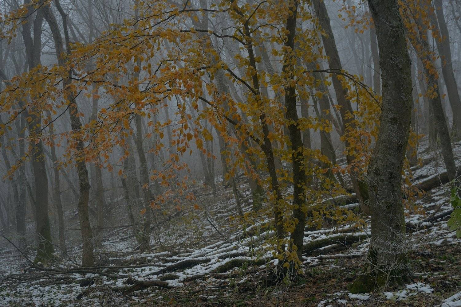 зима туман лес утро, Александр Жарников