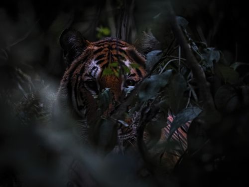 Forest at evening