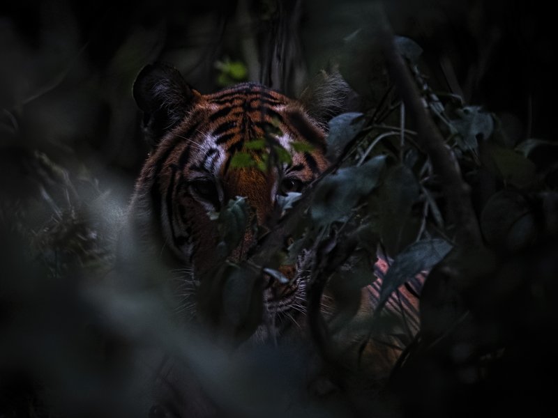 Bengal Tiger, kaziranga, hiding Forest at evening фото превью