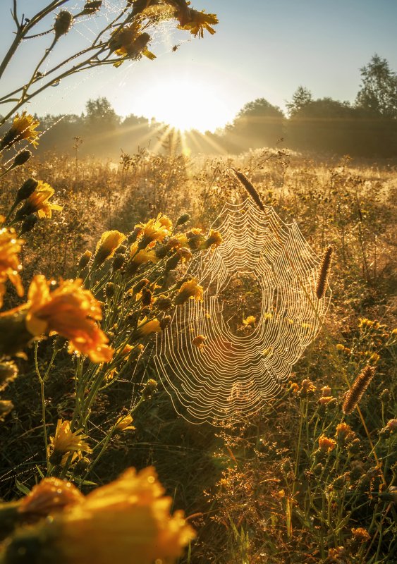 пейзаж, туман, рассвет  Золотая паутина  фото превью