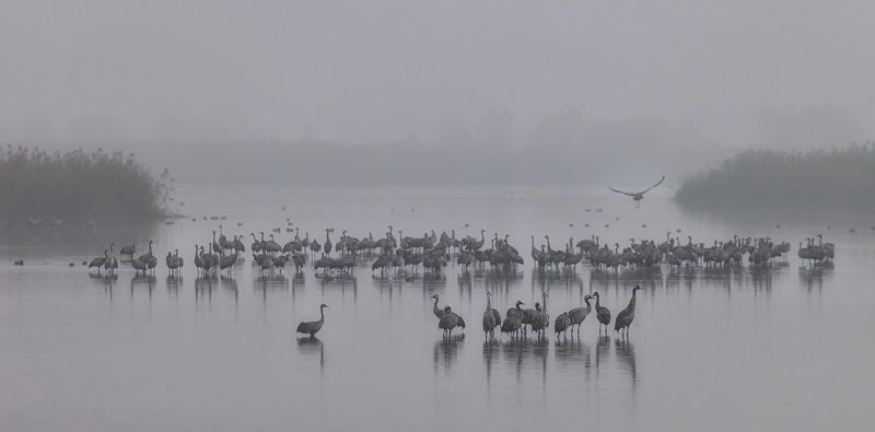 B&W Morning фото превью