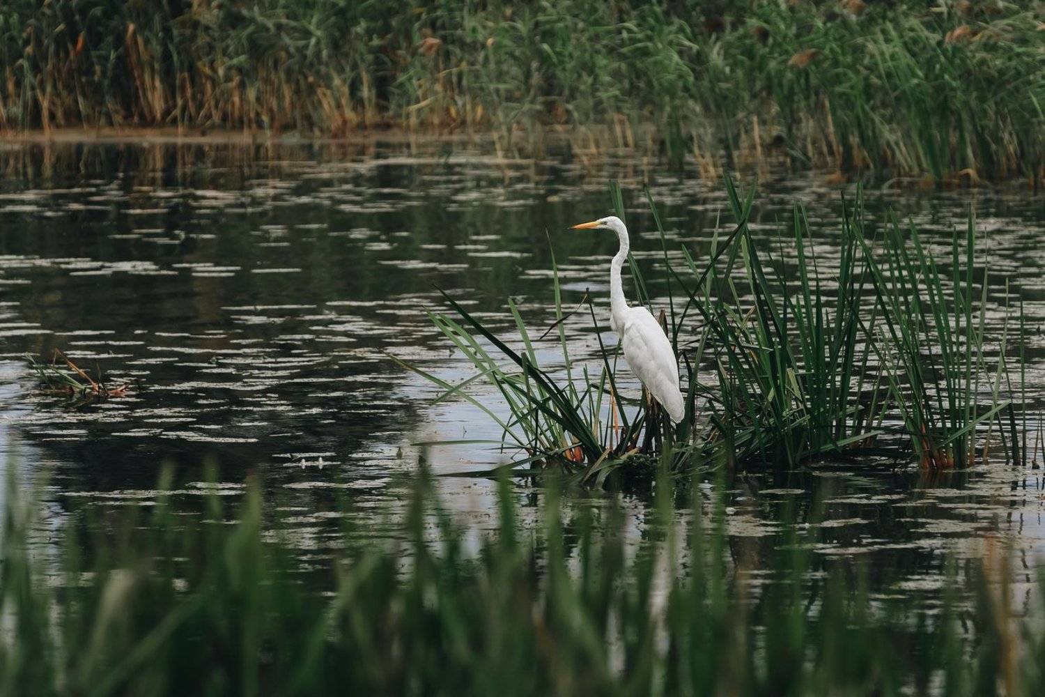 , Элина Хван