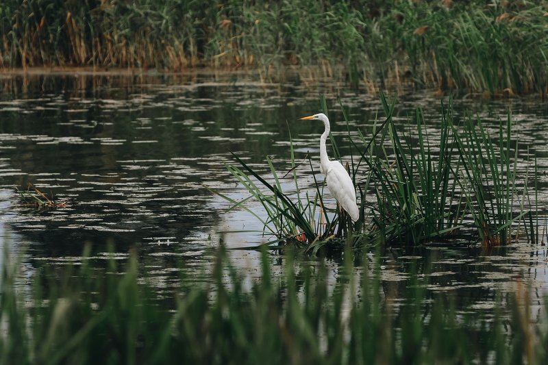 Цапля на озере фото превью