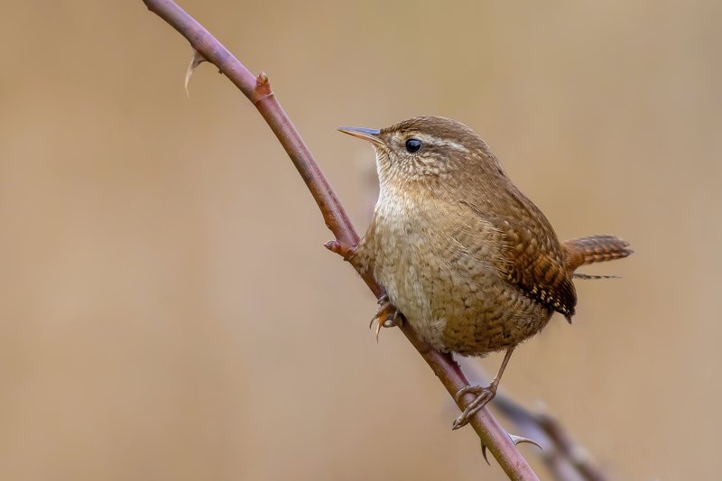 Wren фото превью