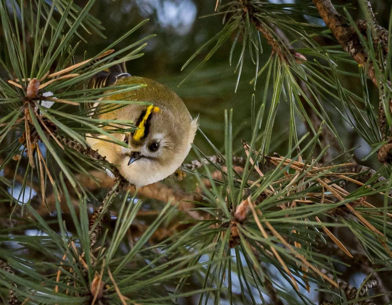 , Курлянцев Алексей