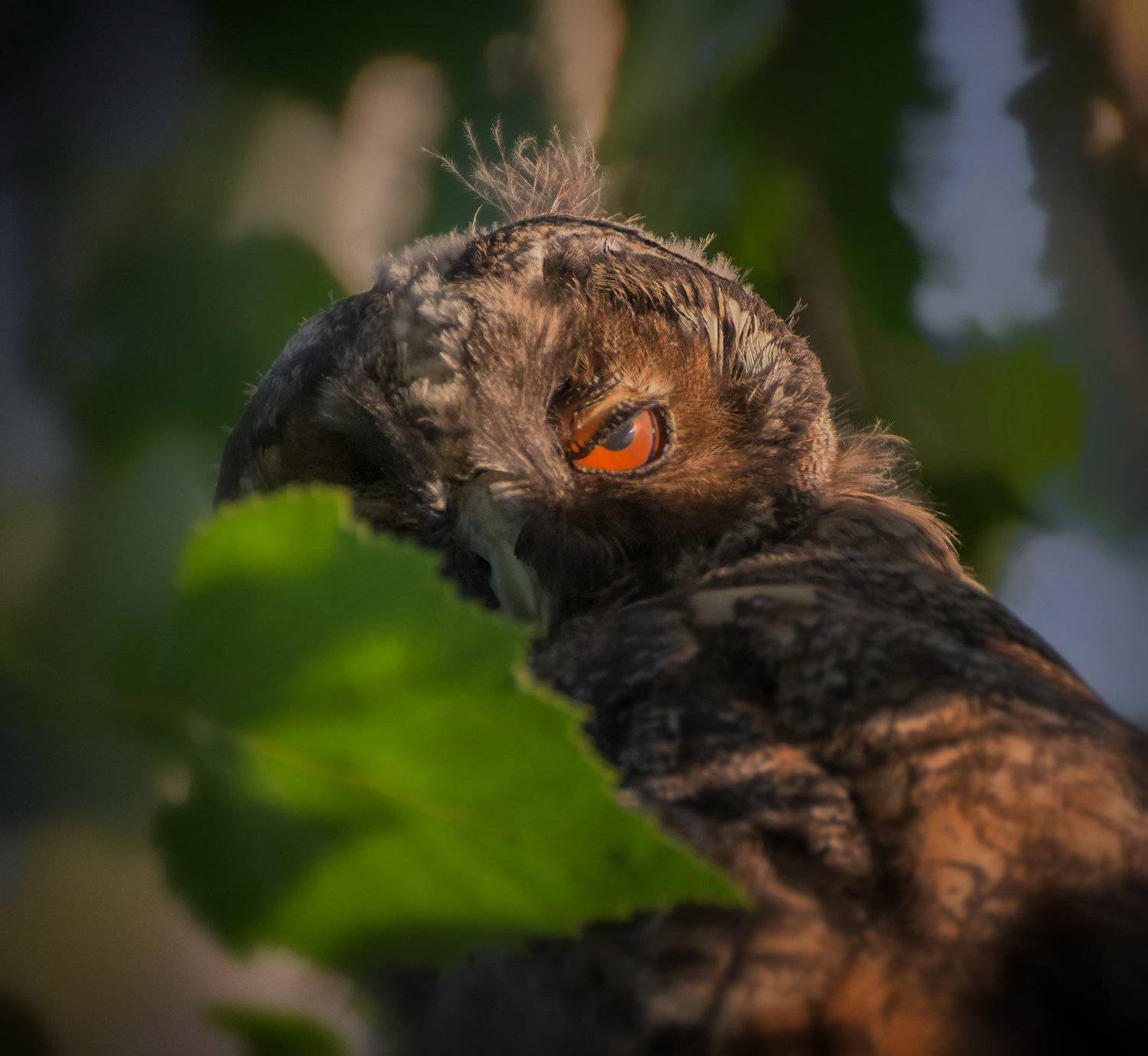 птица, ушастая сова, совёнок,, Марина Мочалова