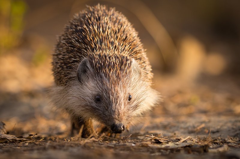 Hedgehog фото превью