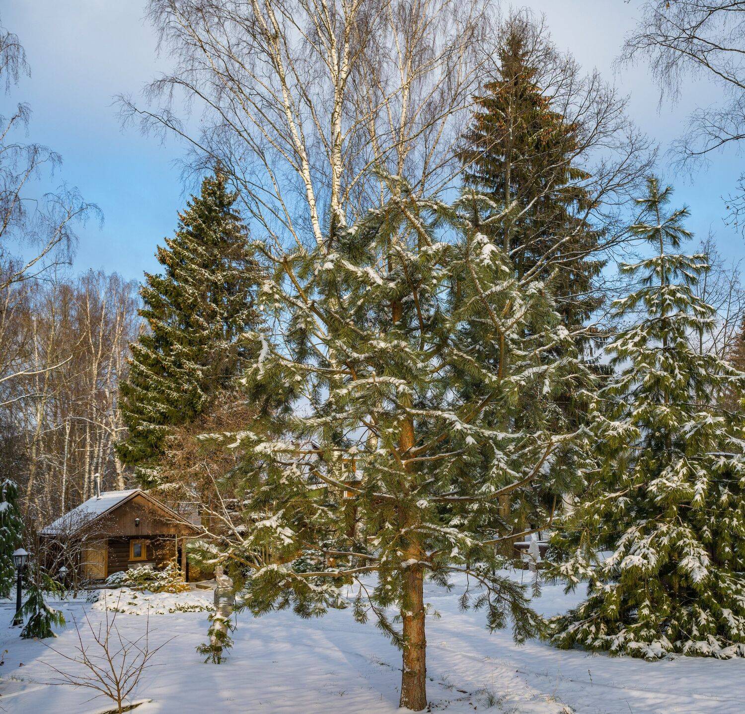 , Курлянцев Алексей