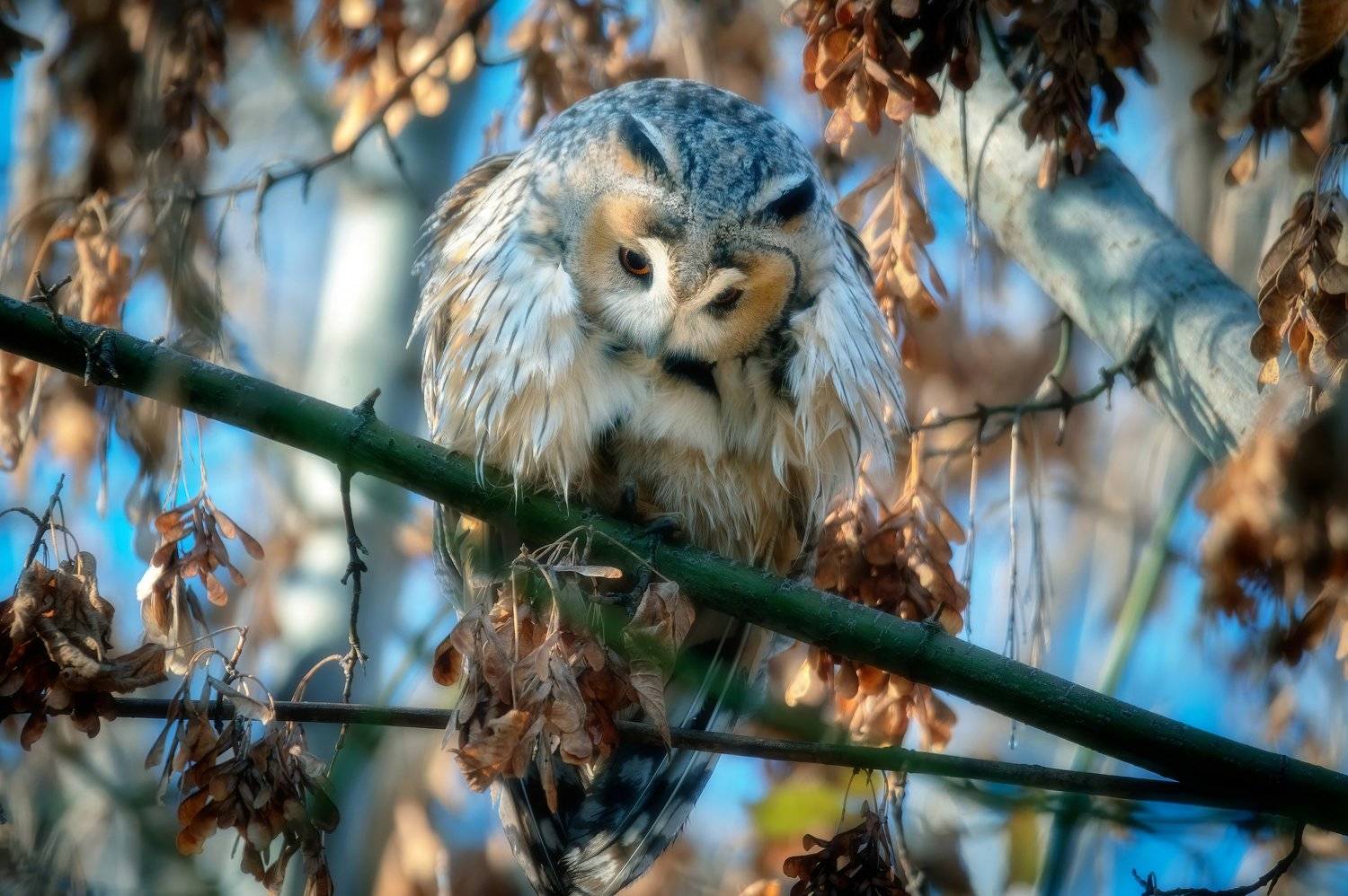 , Alexander Plekhanov