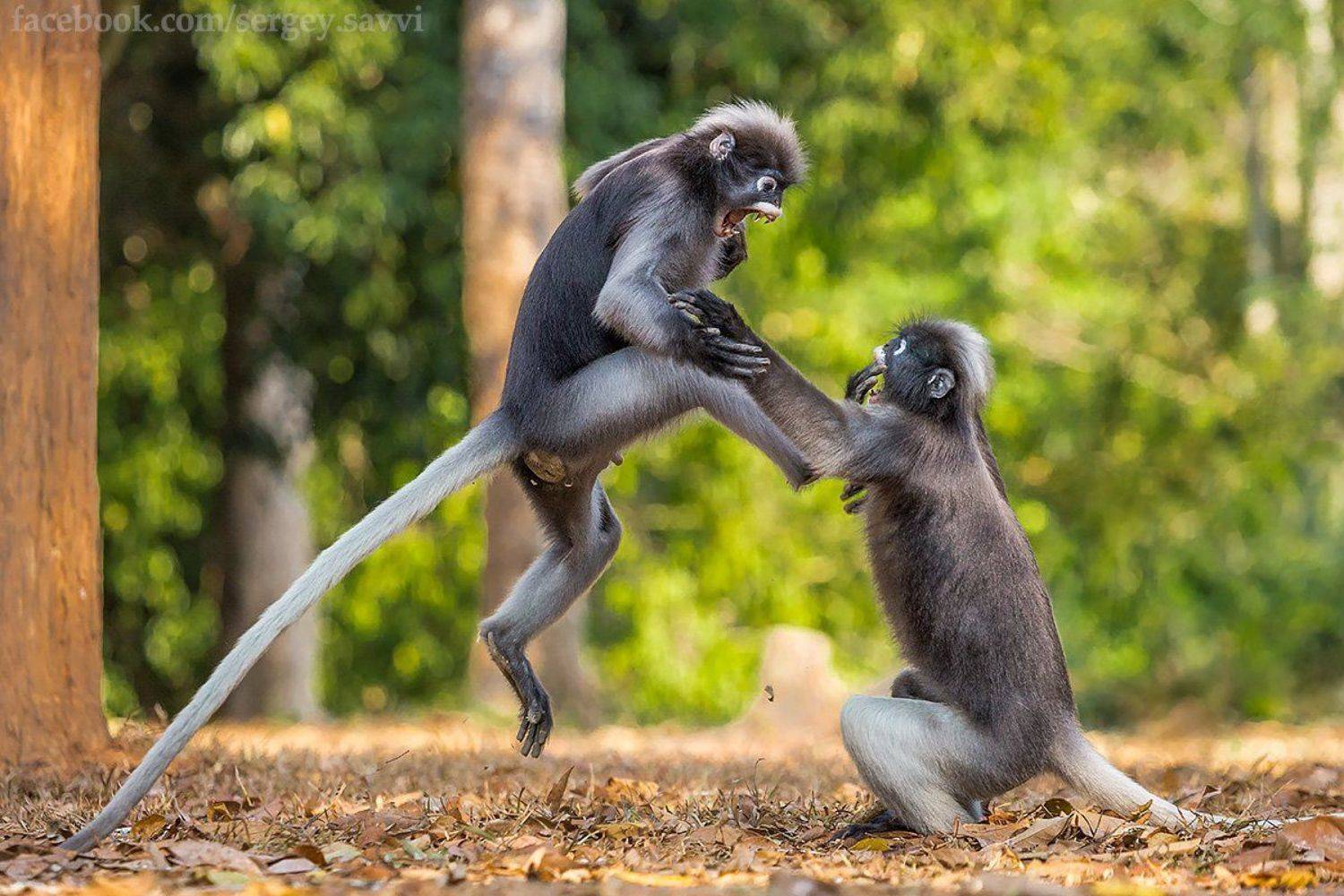 , Сергей Савви