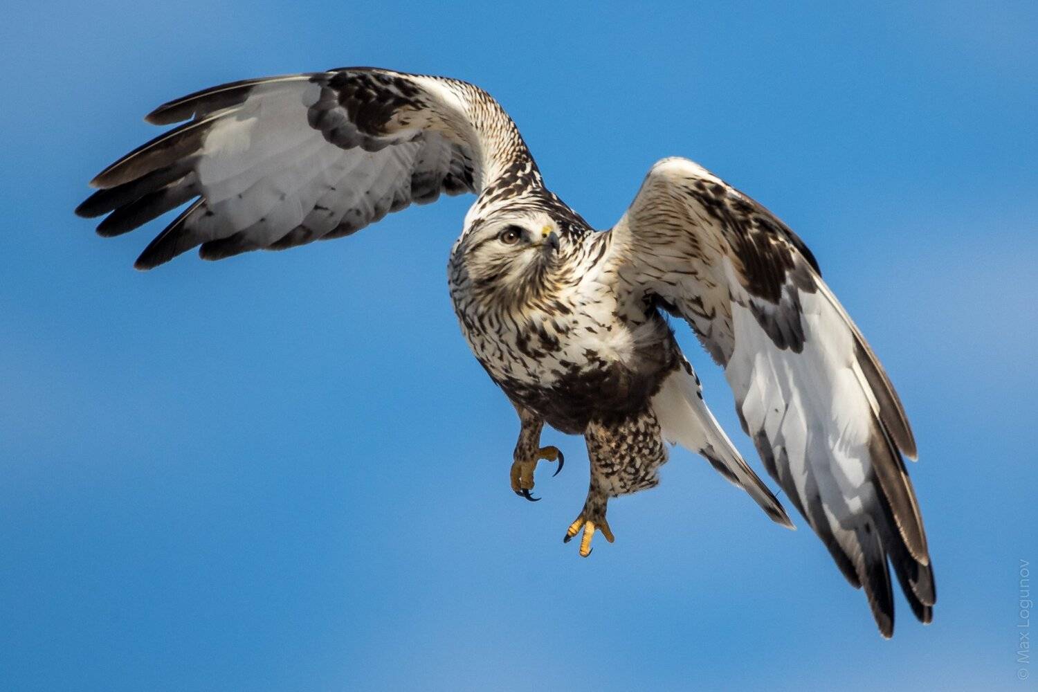 зимняк, хищник, Логунов Максим