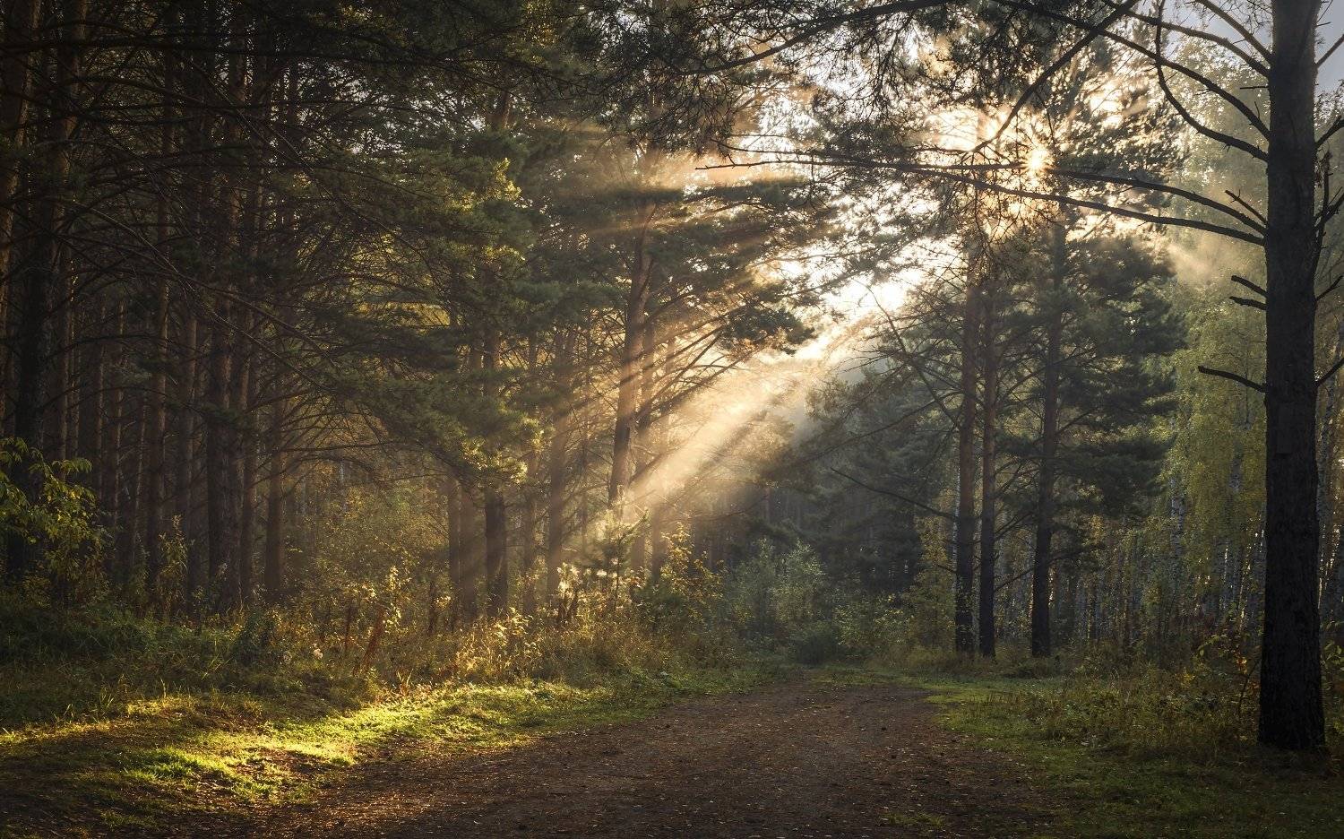 утро, в, лесу, Анатолич