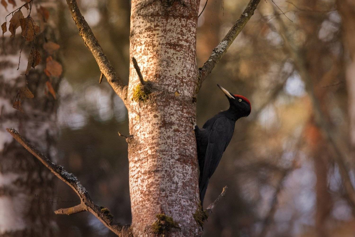 природа, лес, поля, огороды, животные, птицы, макро, Дмитрий Посевич