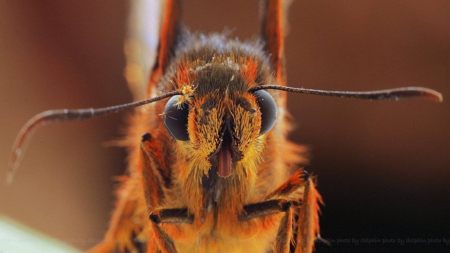 insect, Dolphin Huang