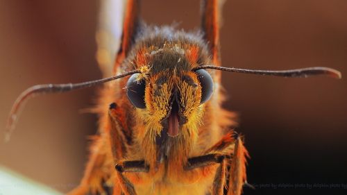 Burara jaina formosana