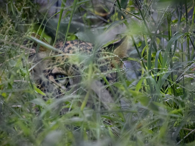 Indian Leopard, hiding, Jhalana The Ghost of the Forest фото превью
