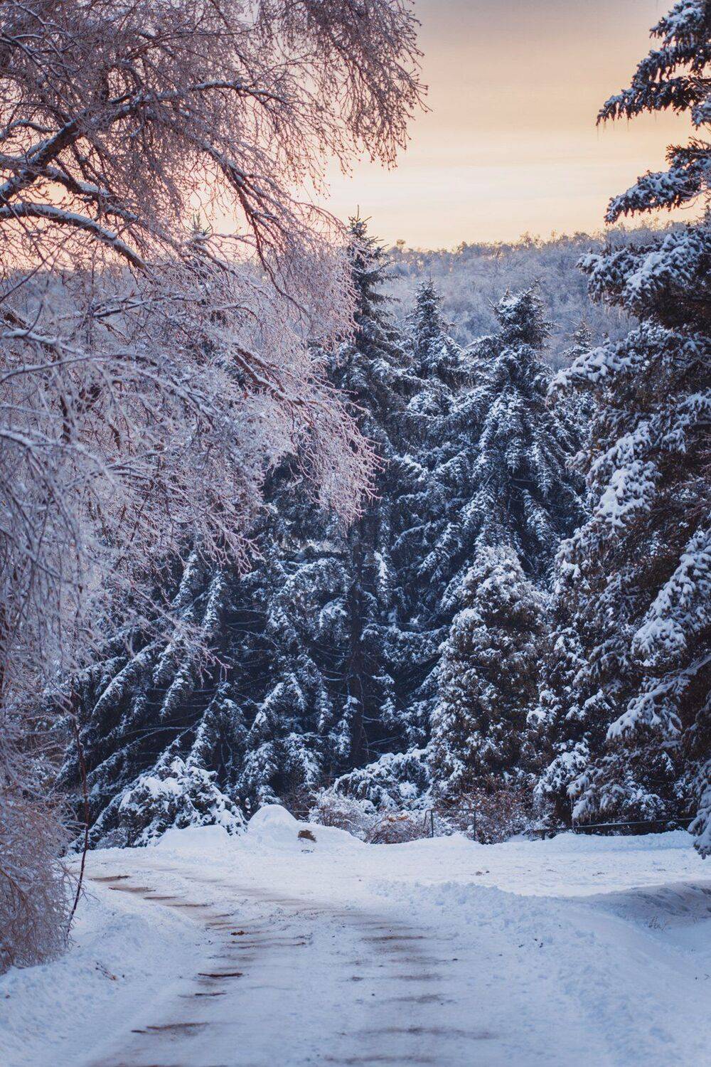 , Сигида Дмитрий