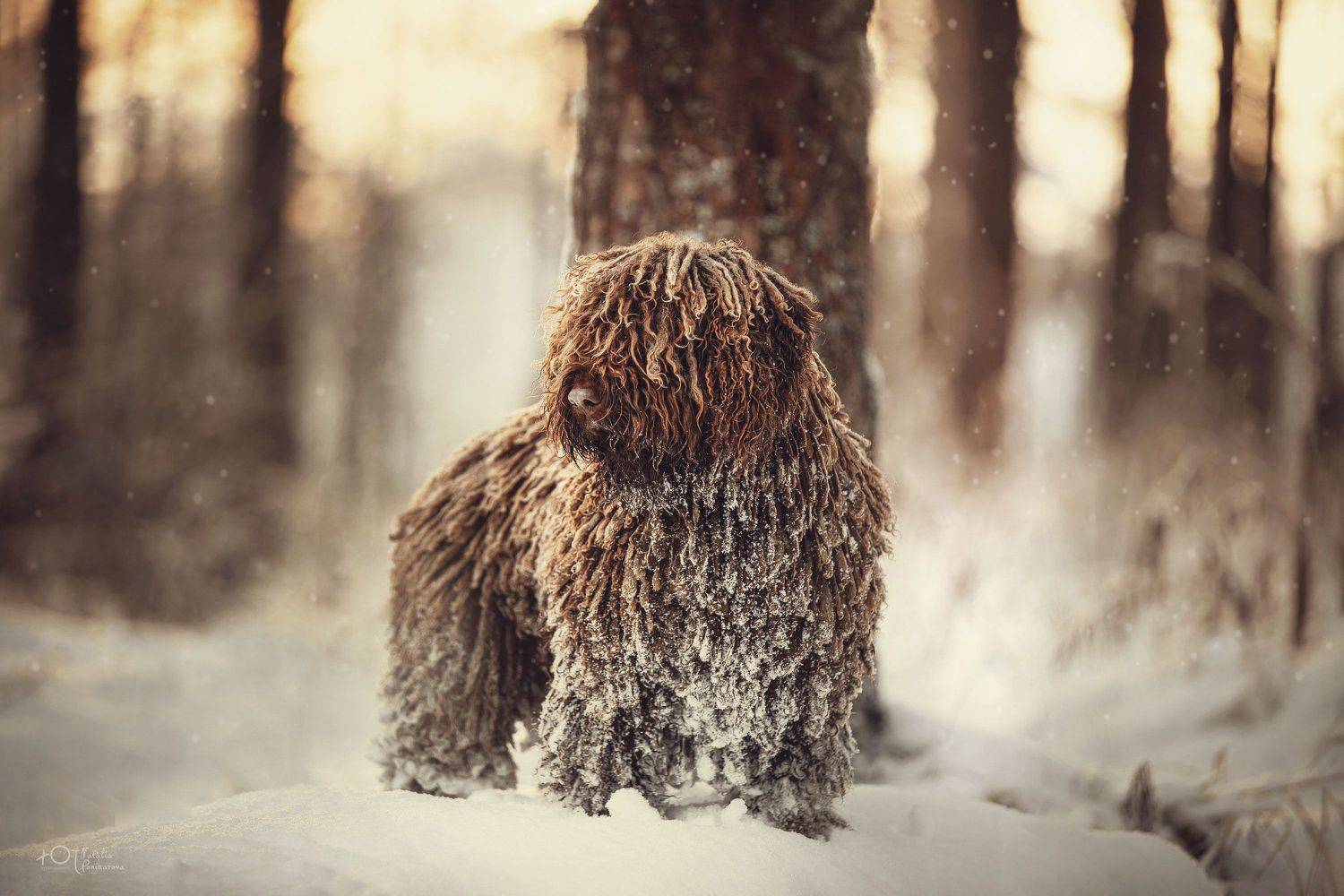 , Наталия Поникарова