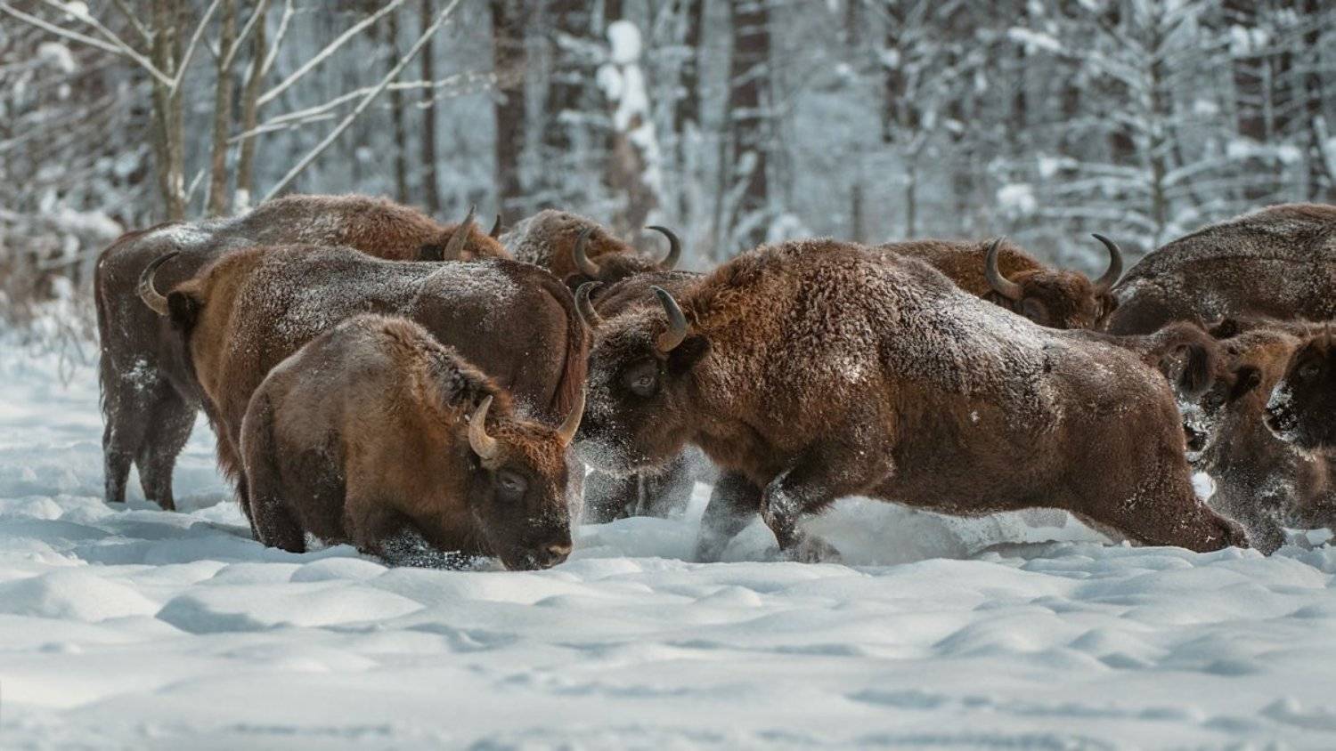 зубры, Александр Маркелов