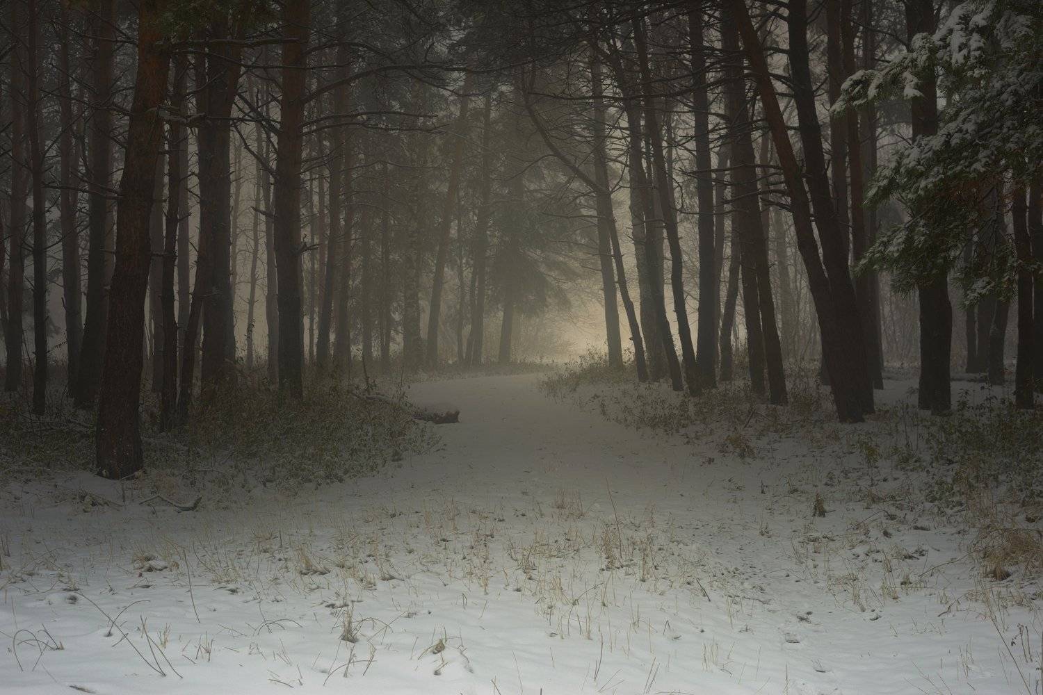 зима туман лес утро, Александр Жарников