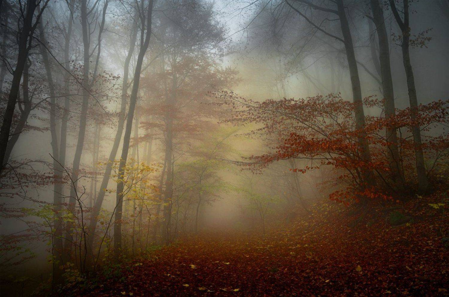 landscape nature scenery forest wood autumn mist misty fog foggy colors mountain vitosha bulgaria туман лес, Александър Александров
