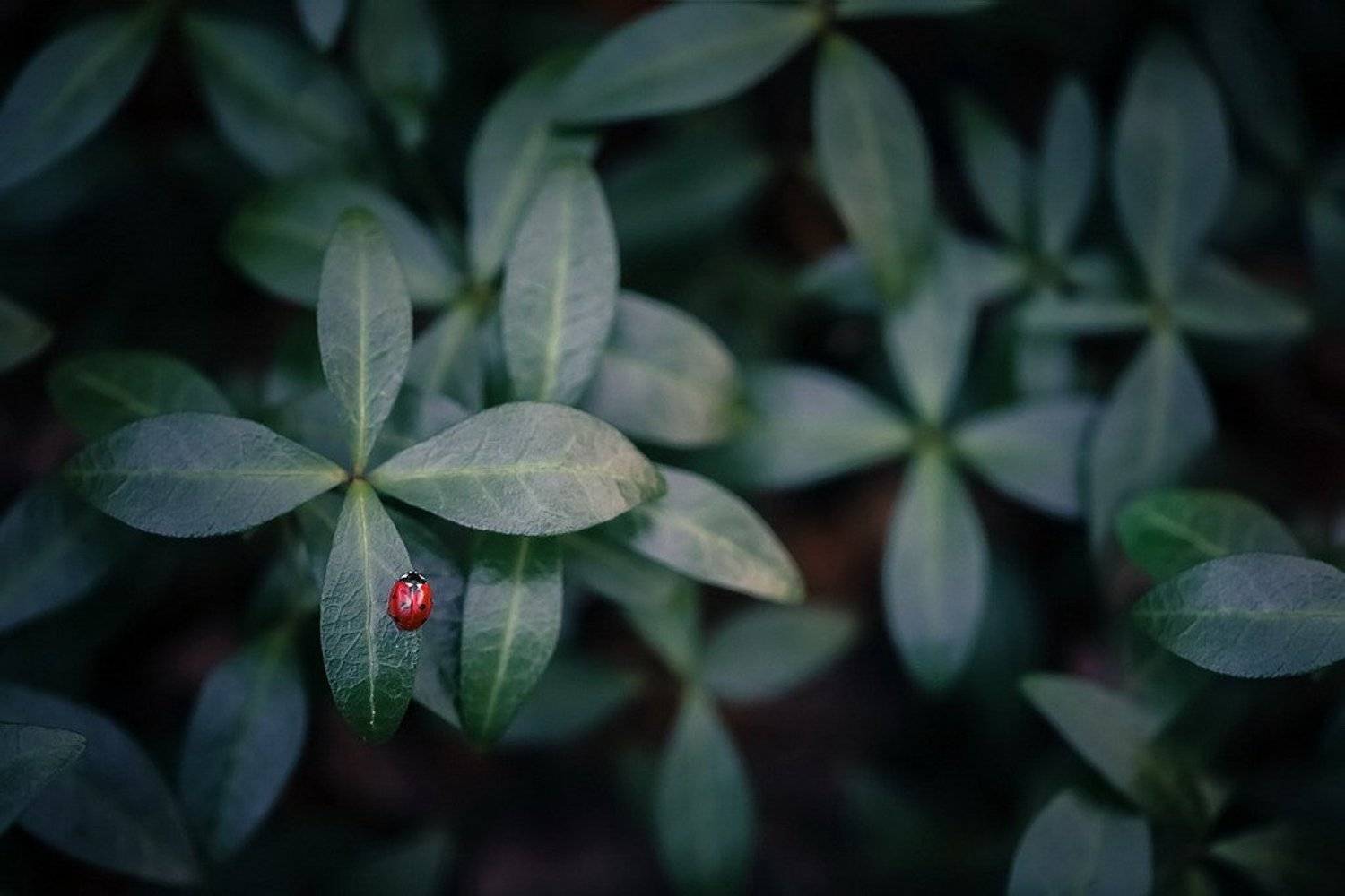 , Вячеслав Мищенко