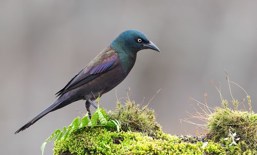 Гракл - Common Grackle