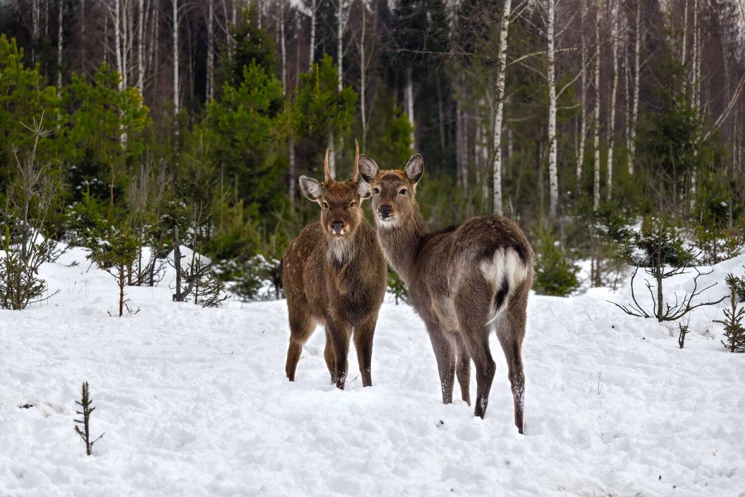 лес,животные,олени, Виталий Полуэктов