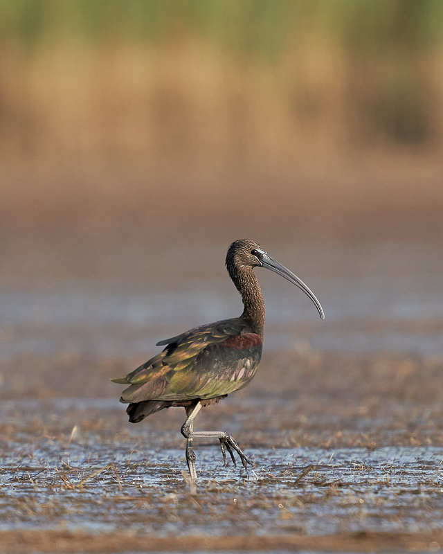 Каравайка фото превью