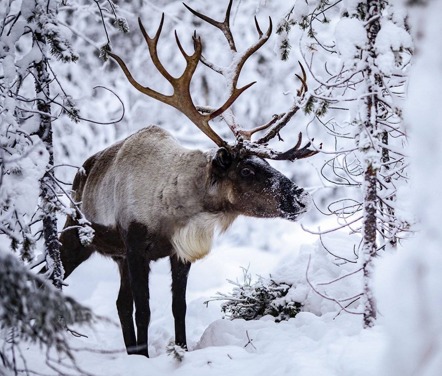 олень, красавец,север,зима,лес,природа,deer, north, winter,beautiful, wood, nature, Юлия Стукалова