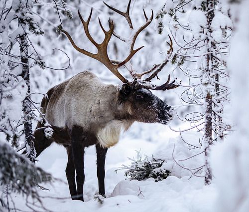 Северный красавец