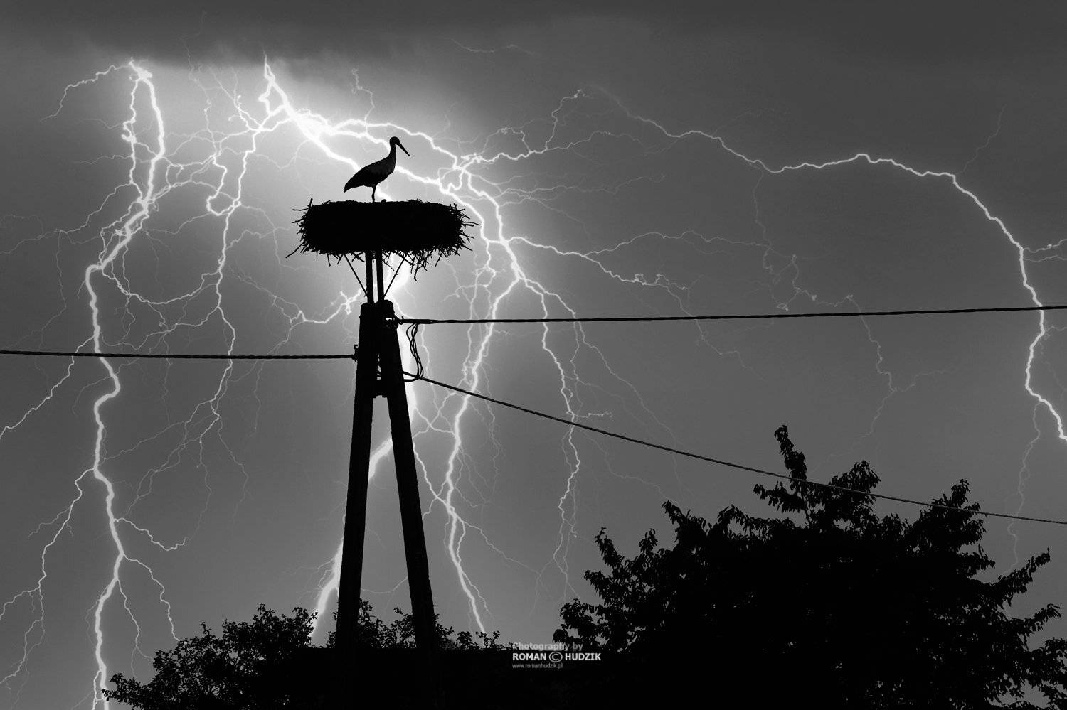 Stork, voltage, electricity, landscape, nature, lightning, Roman Hudzik