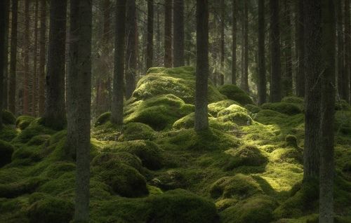 В лесах Ленинградской области