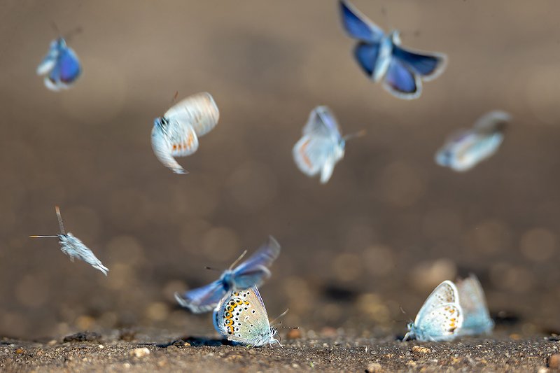 фото превью