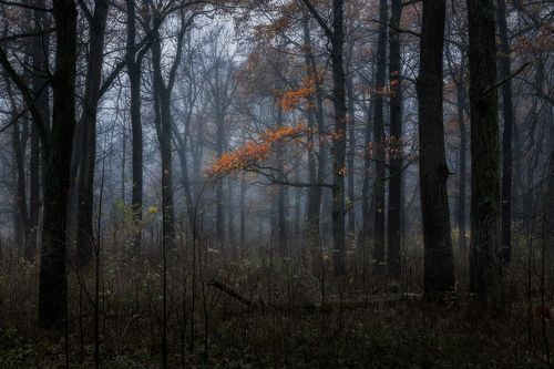 Дубы колдуны