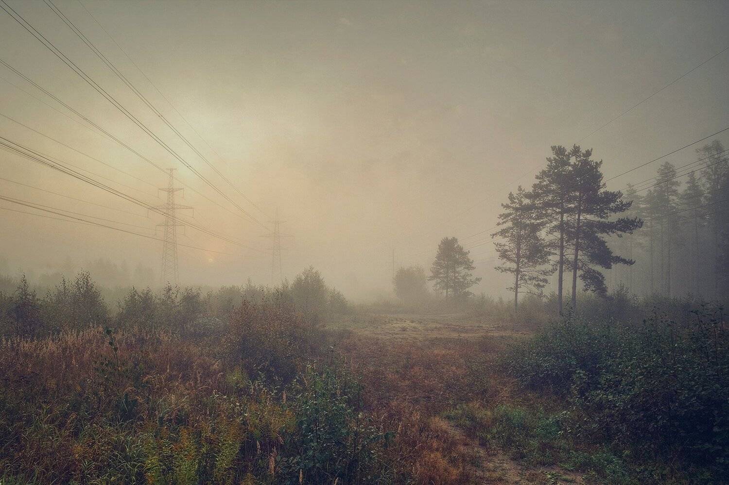 Туман Лес Просека Рассвет, Дмитрий Середов