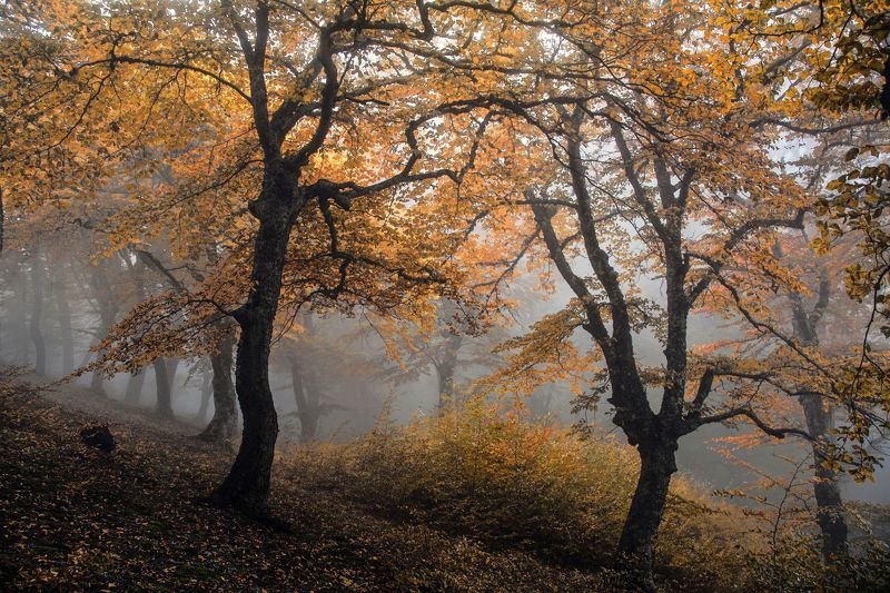 Обаяние осени фото превью