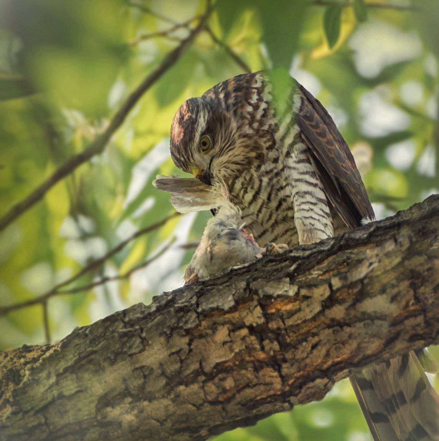 ястреб, охотник, добыча,, Марина Мочалова
