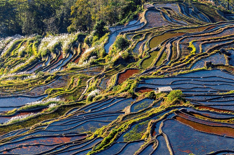 fragments of natural mosaics фото превью