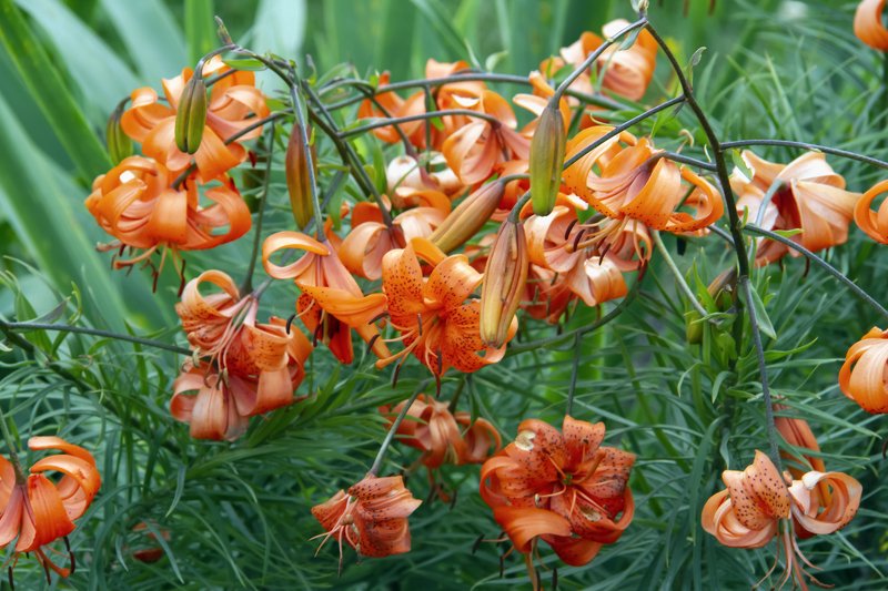 field, blossom, flowers, red, green, summer time, beautiful, garden, summer flowers,  summer color, colorful,nature, flora, plants, background,  blooming, sprin,small,rural, meadows, landscape, orange lillies on green backkgound фото превью