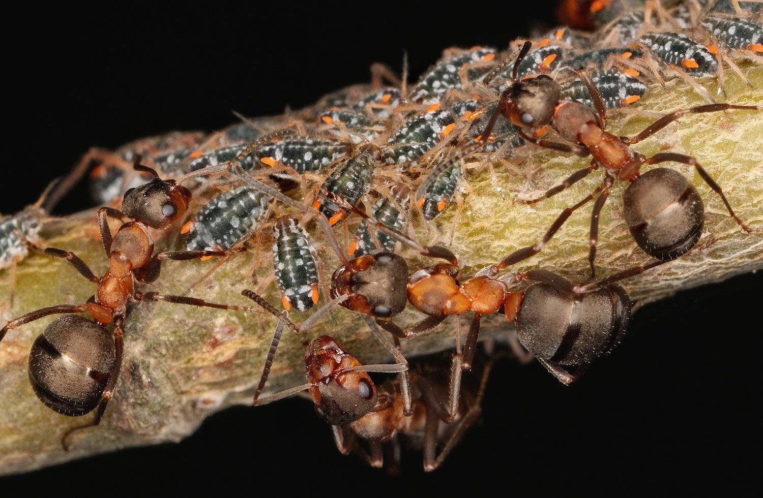 муравьи тли дойка, Александр Зорин