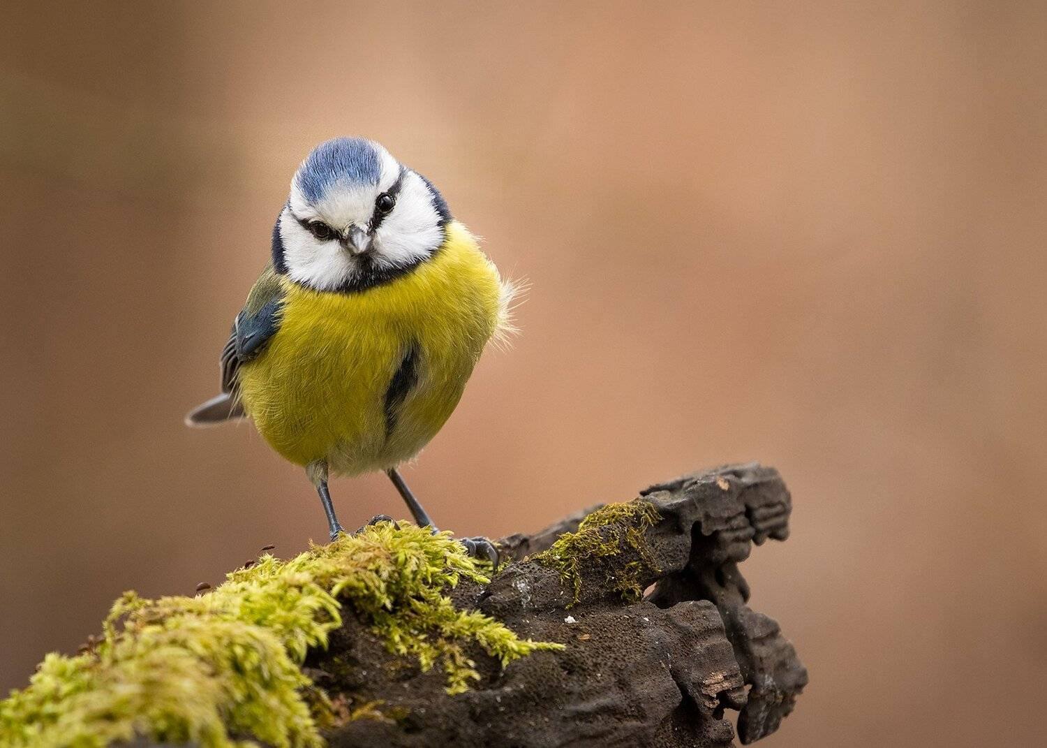 , Robert Adamec